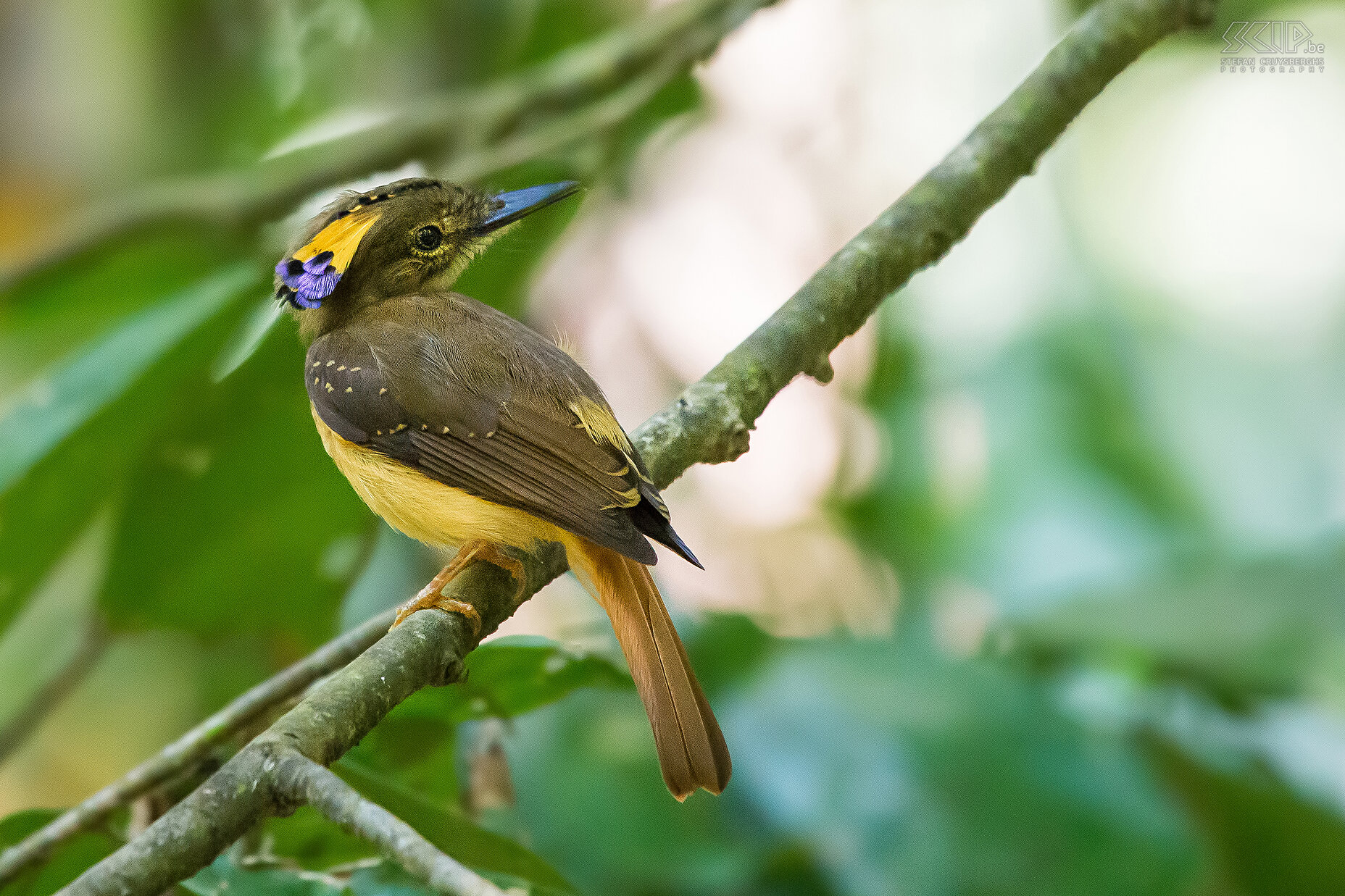 Carara - Amazonekroontiran De Amazonekroontiran (royal flycatcher, onychorhynchus coronatus coronatus) heeft een opvallende kleurrijke kam die echter maar zelden getoond wordt. Stefan Cruysberghs